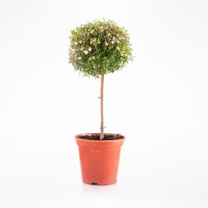 הדס 'קטן עלים' - עגול