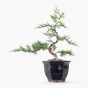 בונסאי ערער