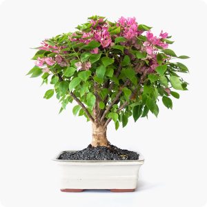 משתלה עם משלוחים