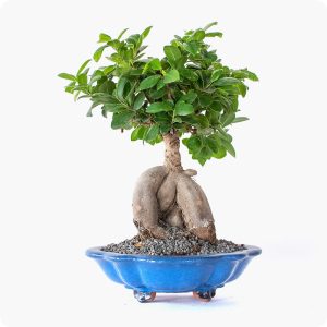 בונסאי פיקוס