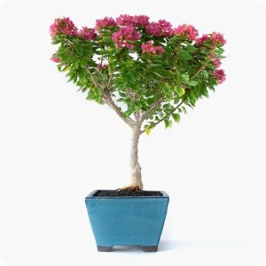 בונסאי בוגנוויליה 'מיני תאי'