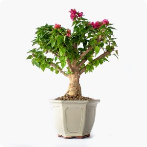 בונסאי בוגנוויליה 'מיני תאי'