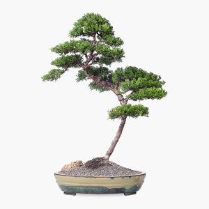 בונסאי ברוש מצוי טוטם