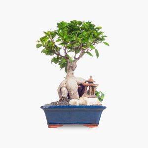 פיקוס ג'ינסנג