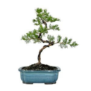 בונסאי ברוש מצוי טוטם