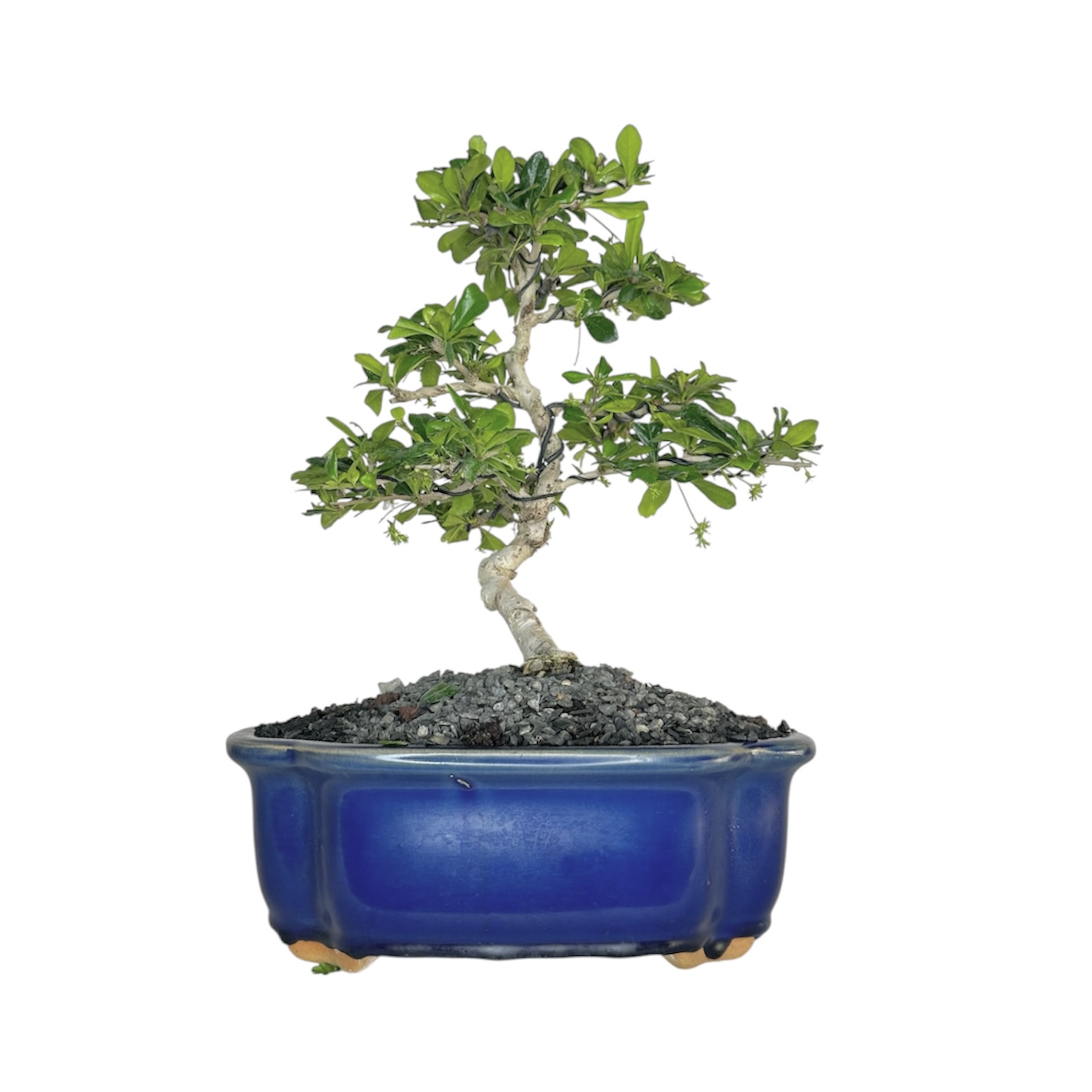 Photoroom_20251009_110201