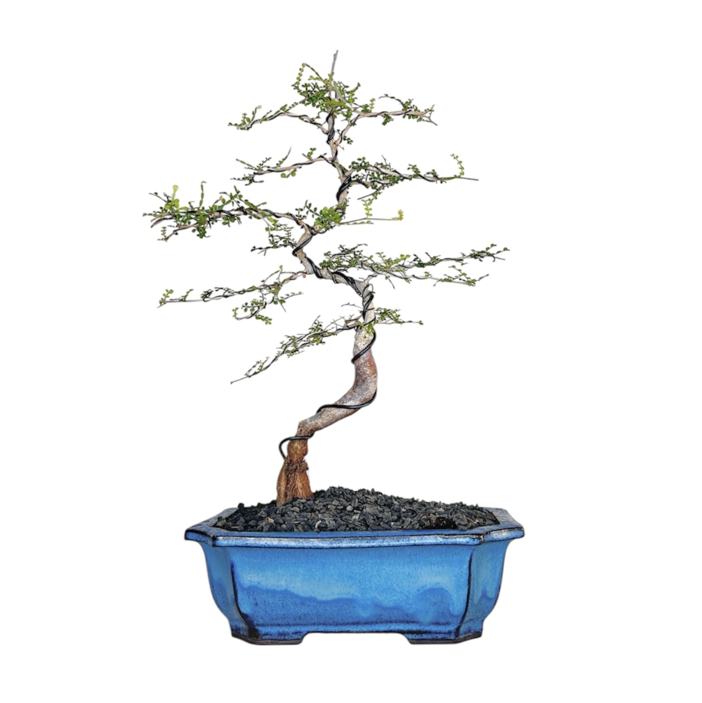 Photoroom_20251009_110427