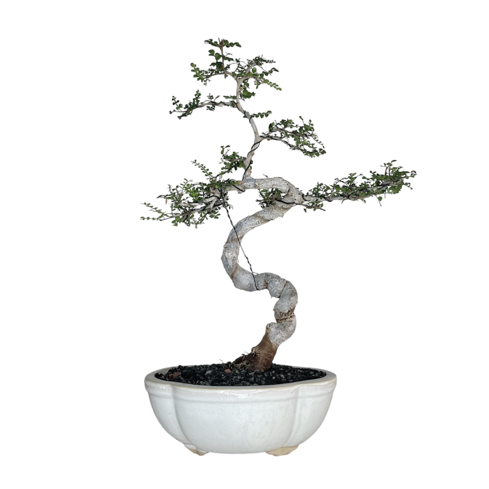 Photoroom_20251009_110548