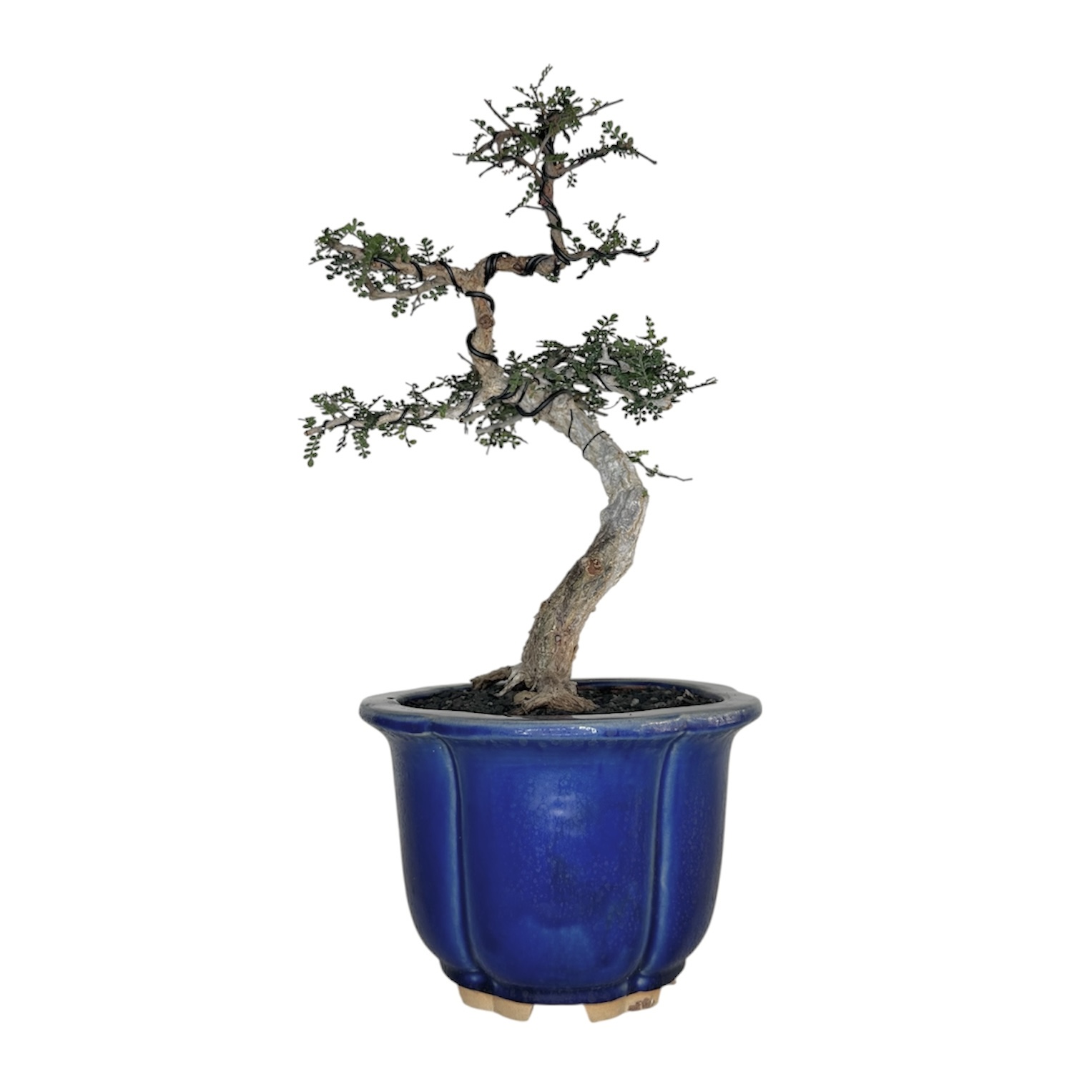 Photoroom_20251009_110631