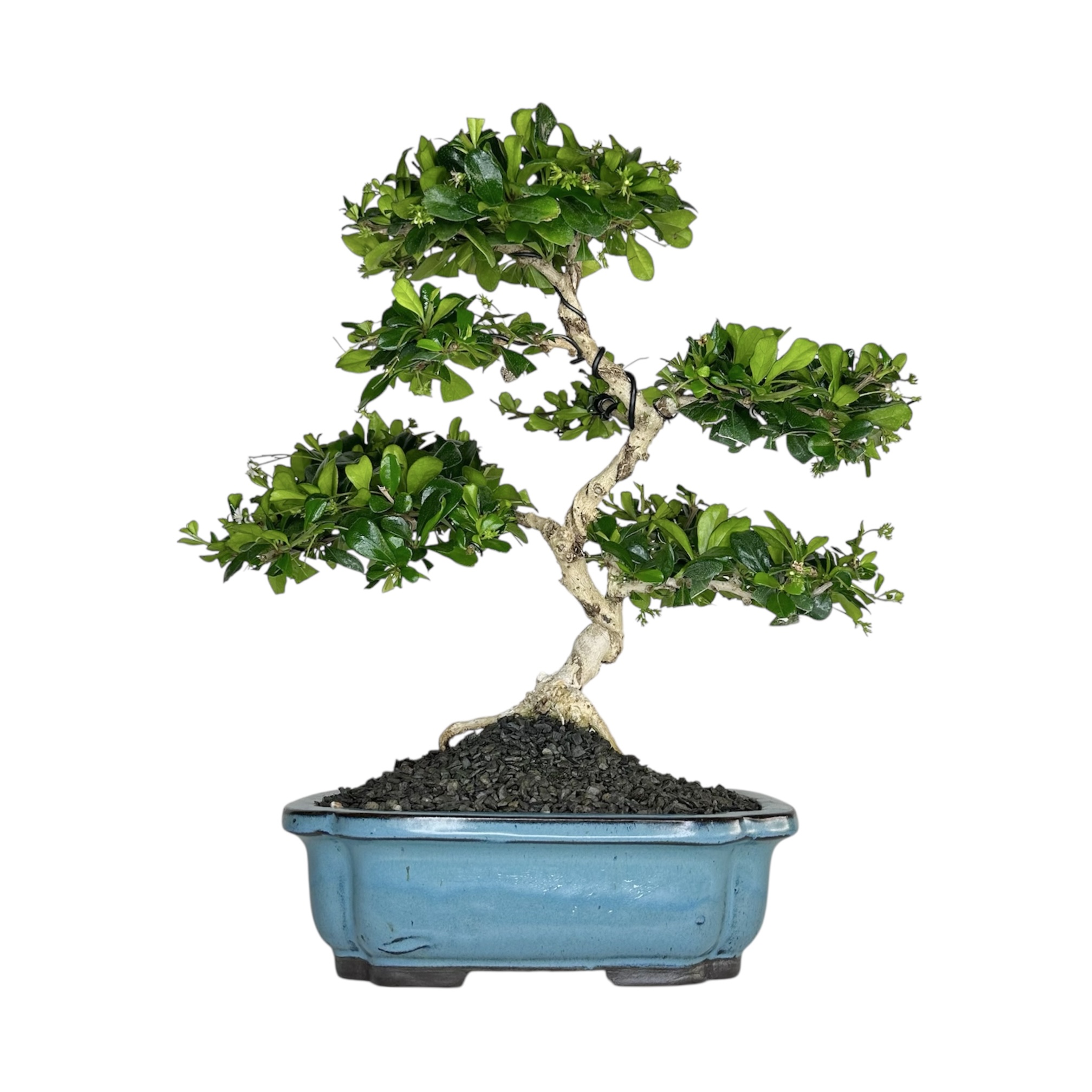 Photoroom_20251025_071411