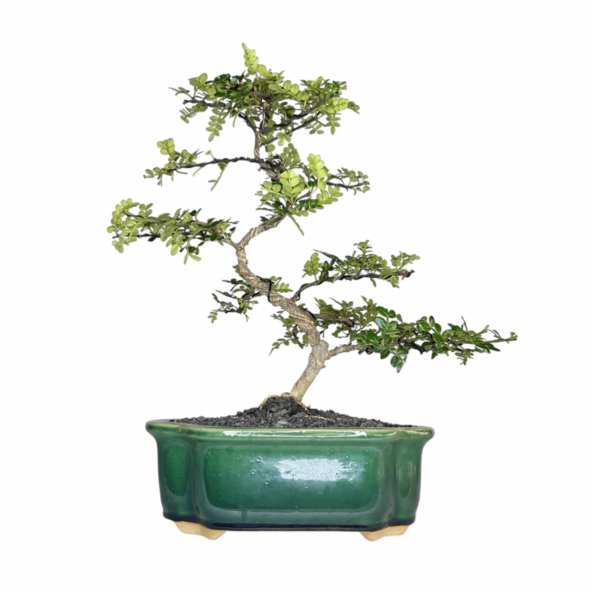 Photoroom_20251025_071610