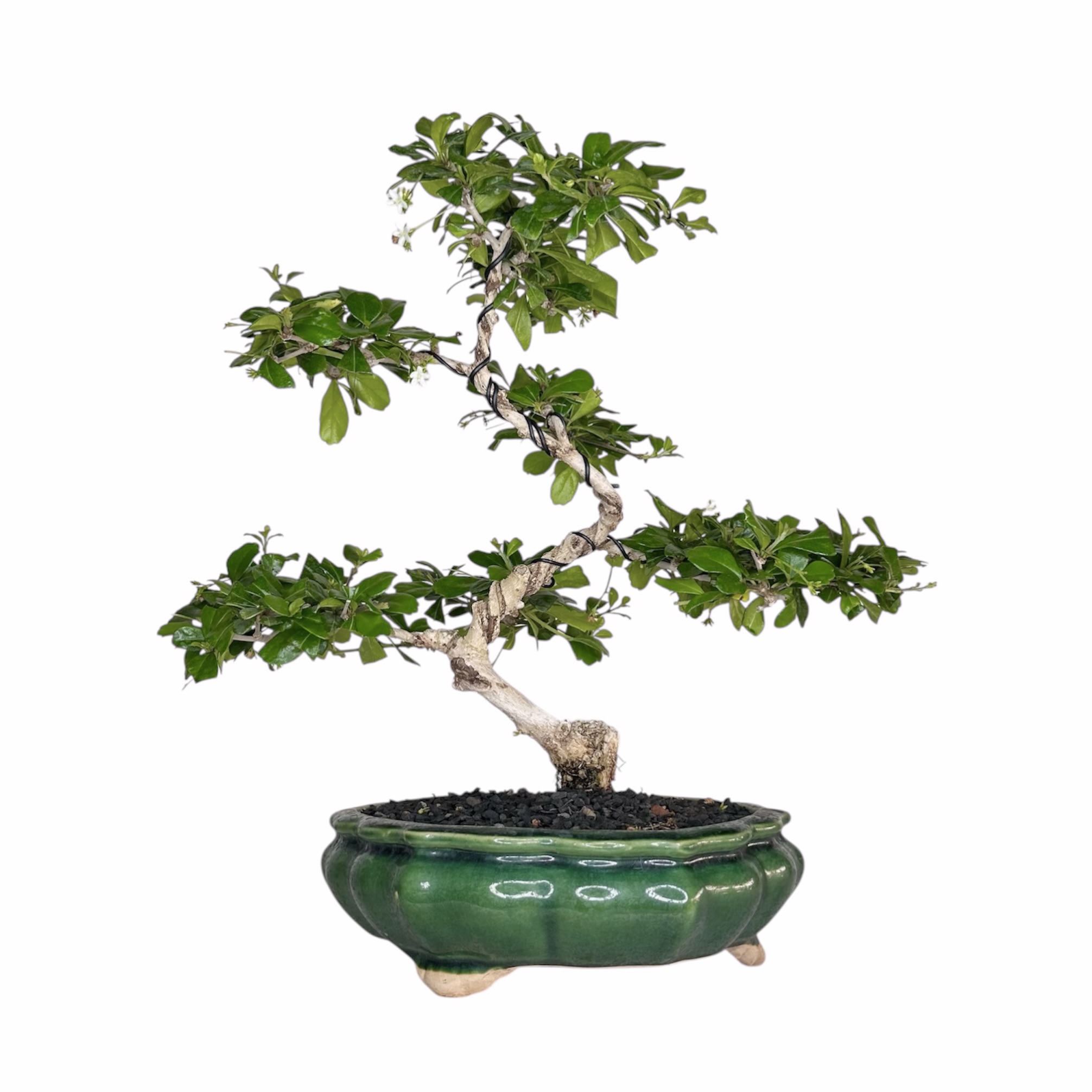 Photoroom_20251025_071640