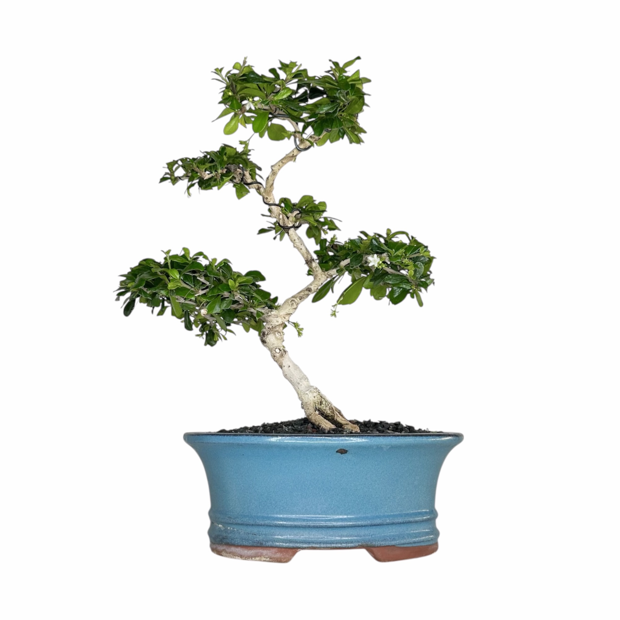 Photoroom_20251025_071709