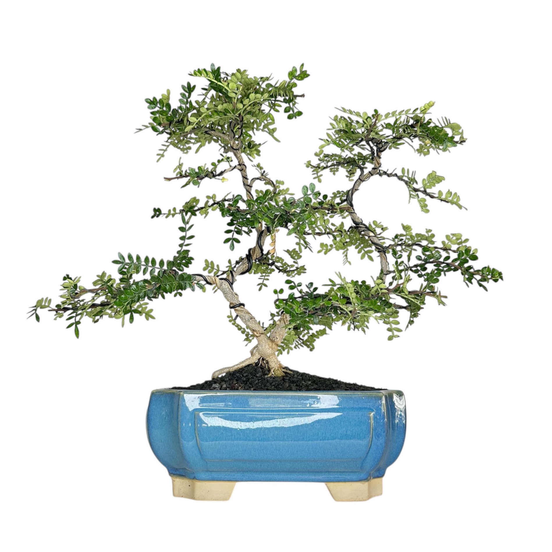 Photoroom_20251025_071954