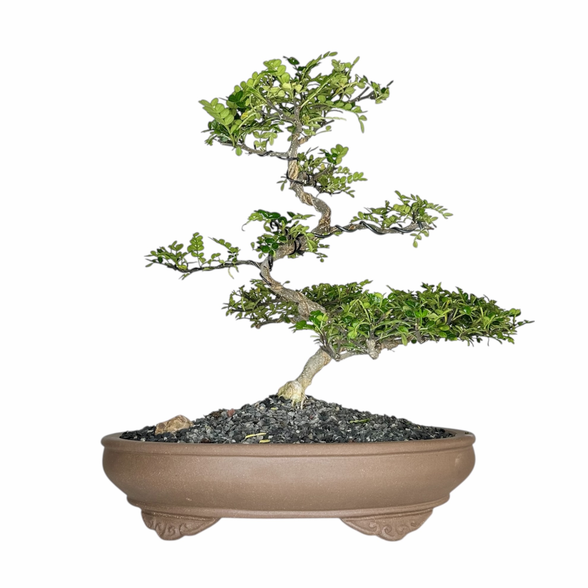 Photoroom_20251025_072216