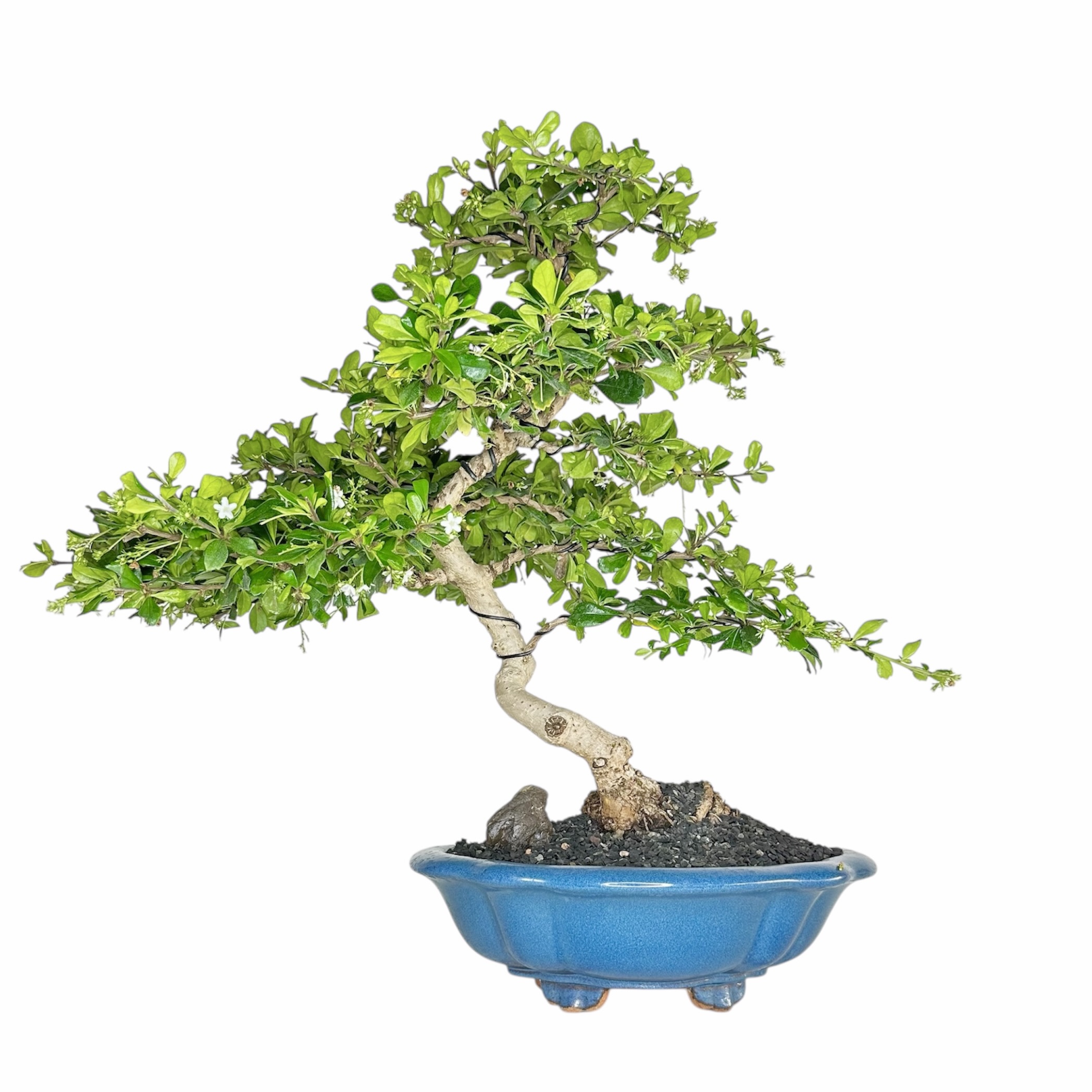 Photoroom_20251025_072259