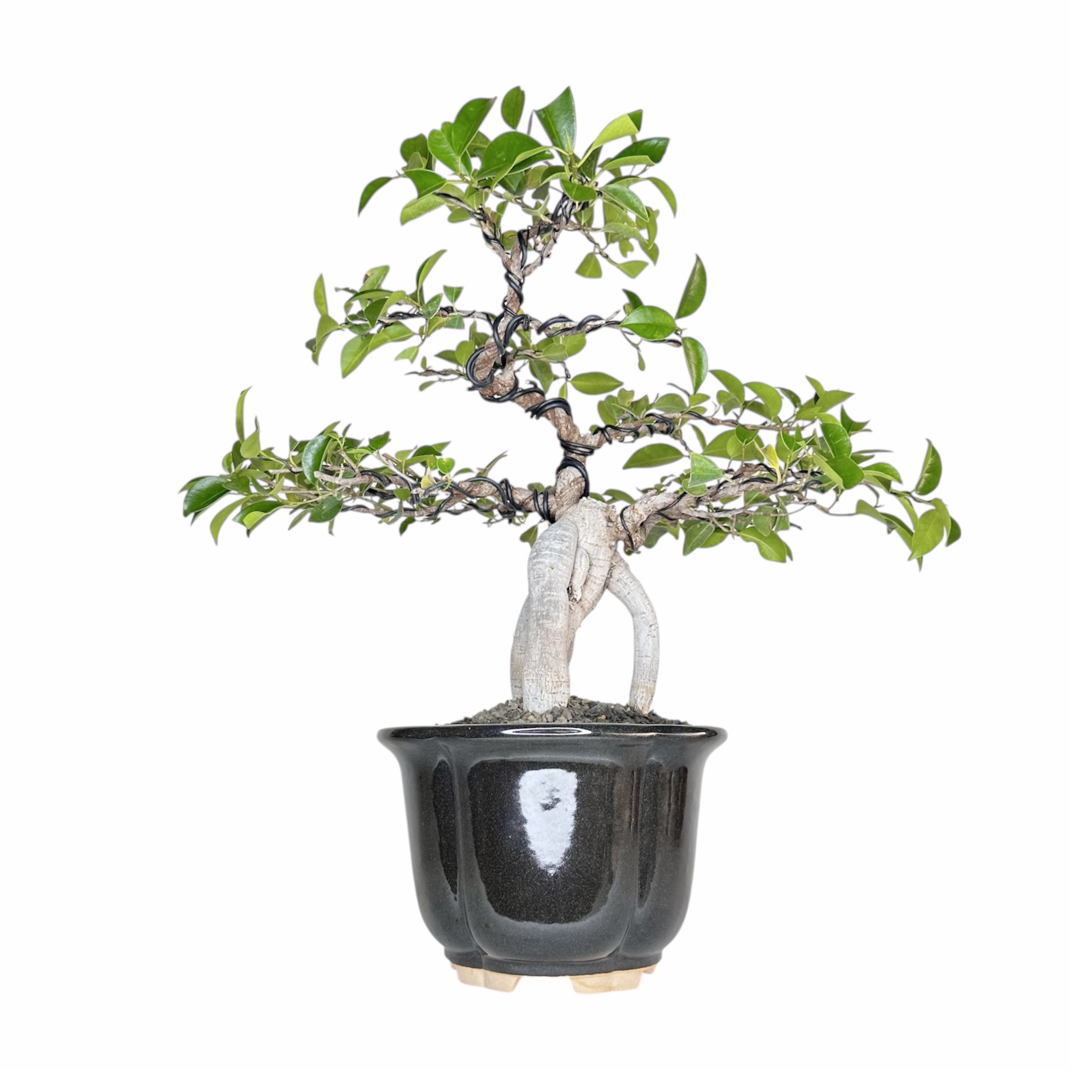 Photoroom_20251025_072335