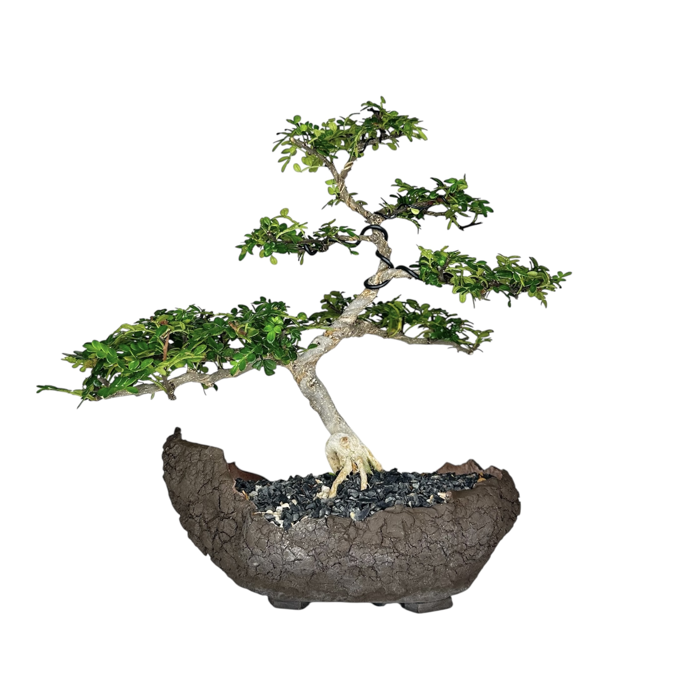 Photoroom_20251101_192237