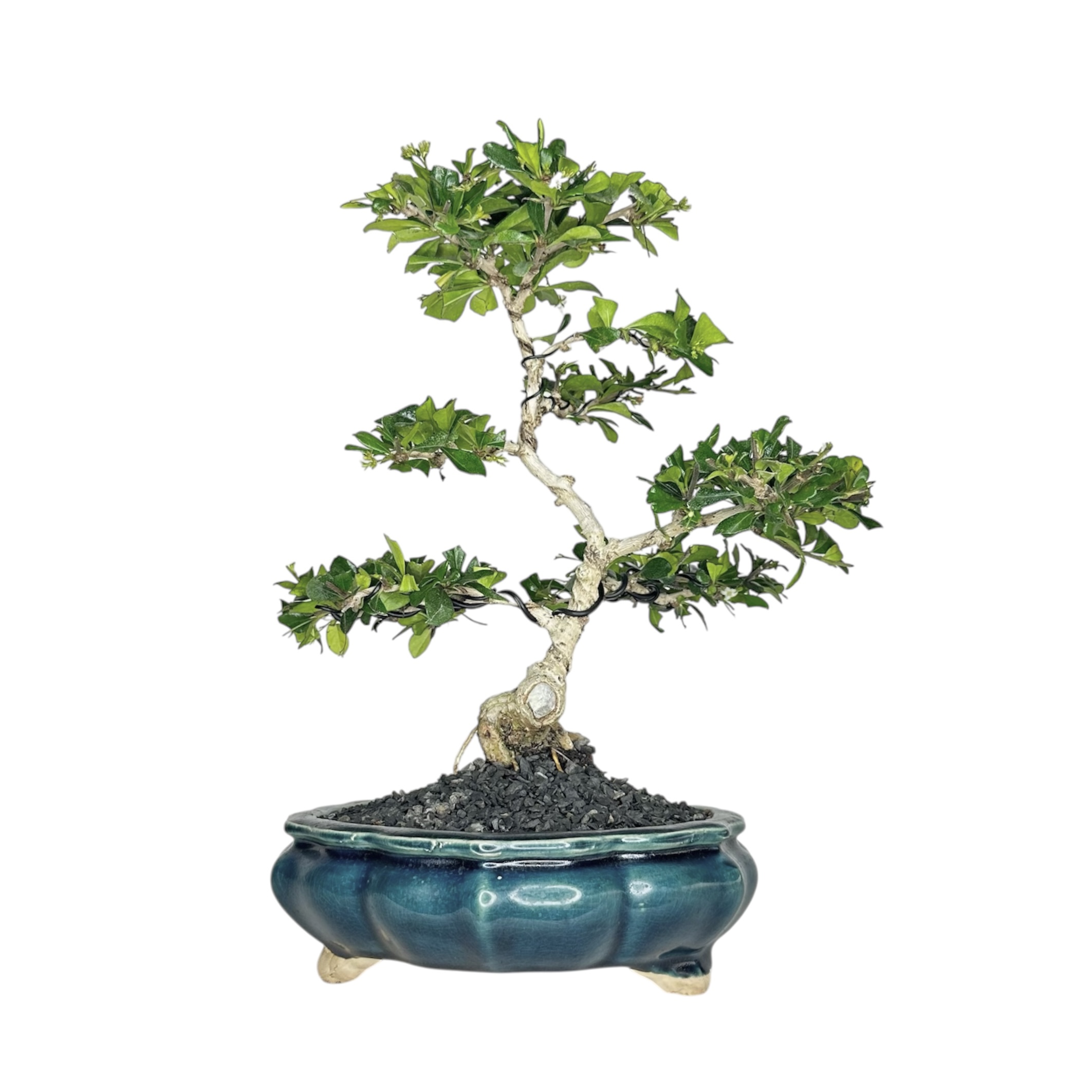 Photoroom_20251101_192412