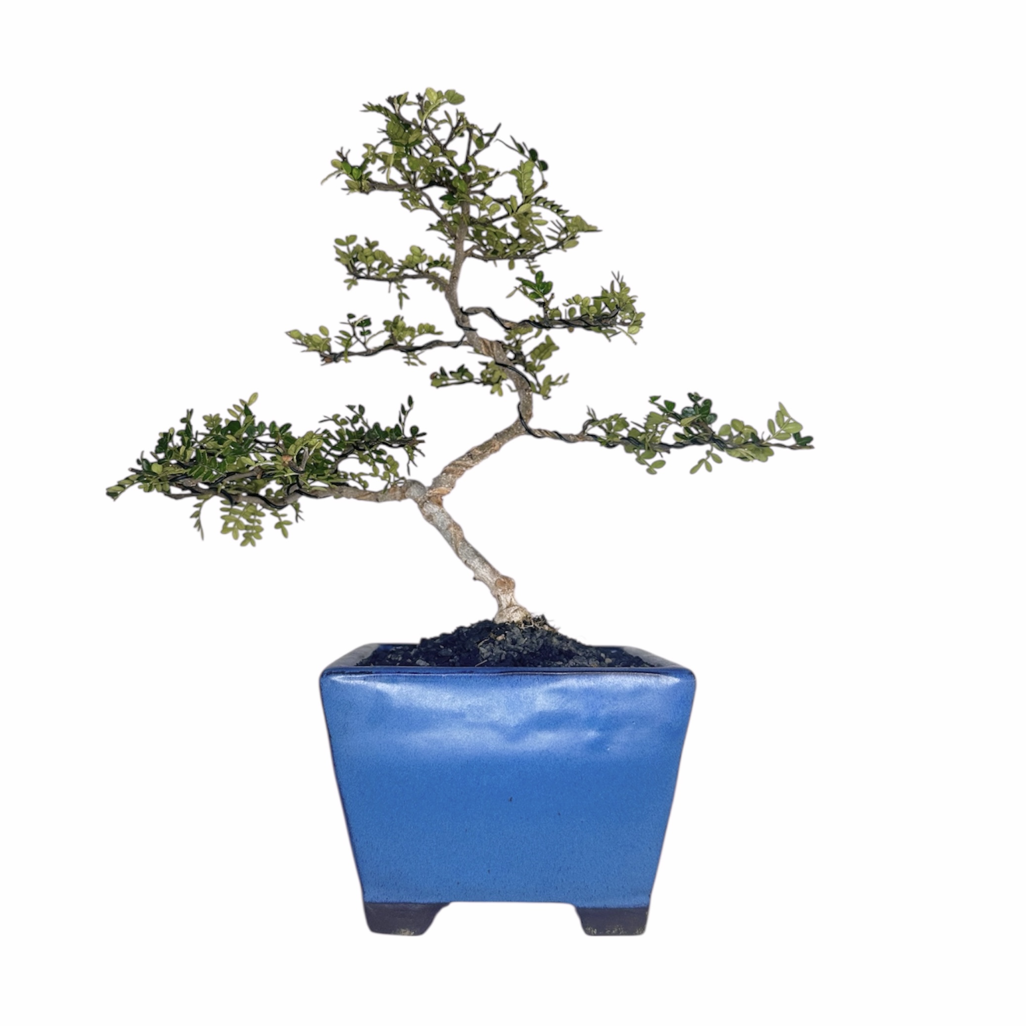 Photoroom_20251101_192609