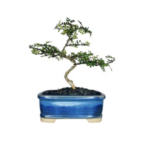 בונסאי פלפלון סיני