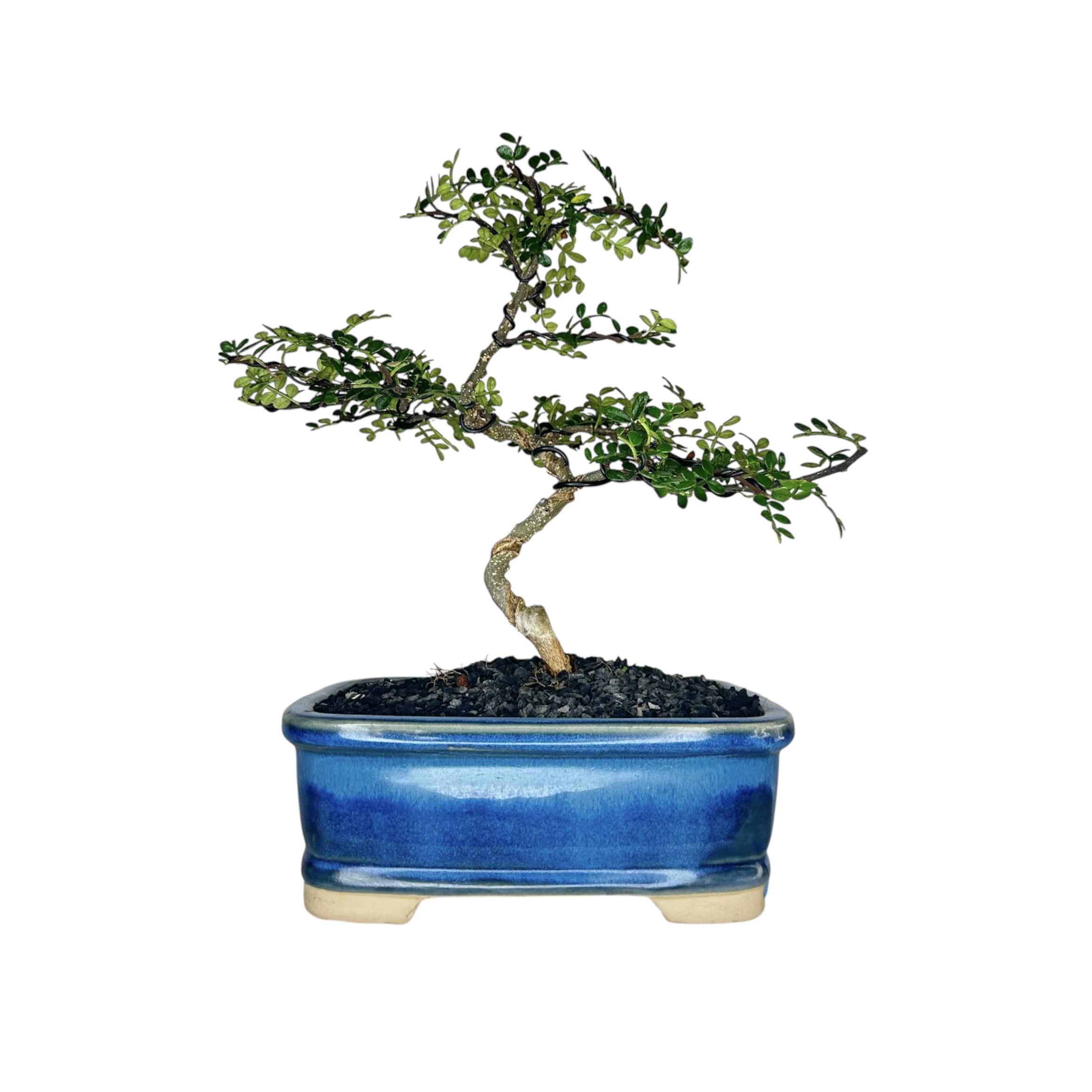 Photoroom_20251124_130931