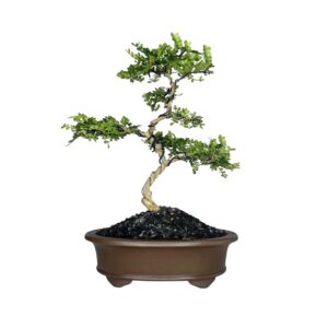 בונסאי פלפלון סיני