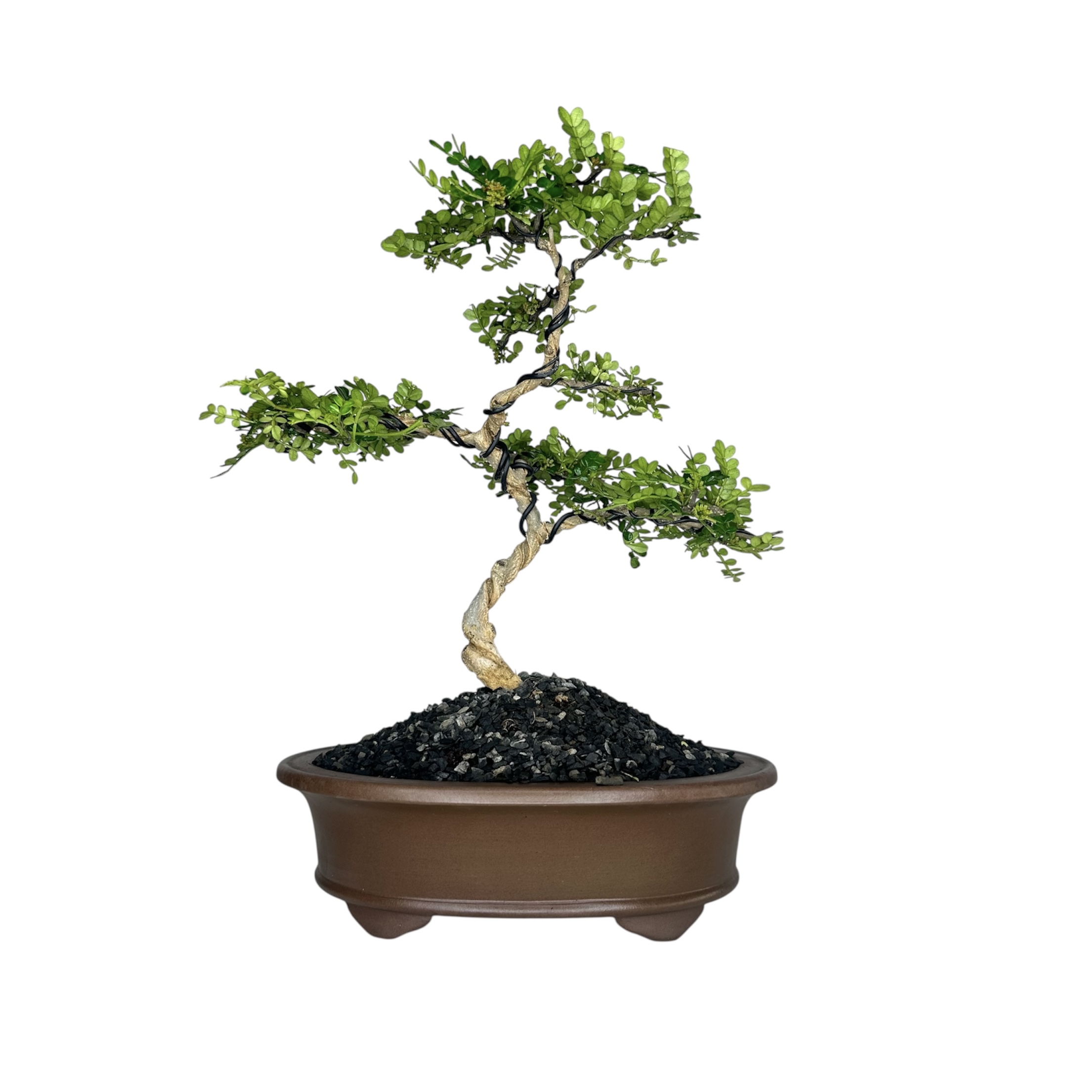 Photoroom_20251124_131059