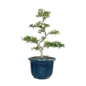 בונסאי פלפלון סיני