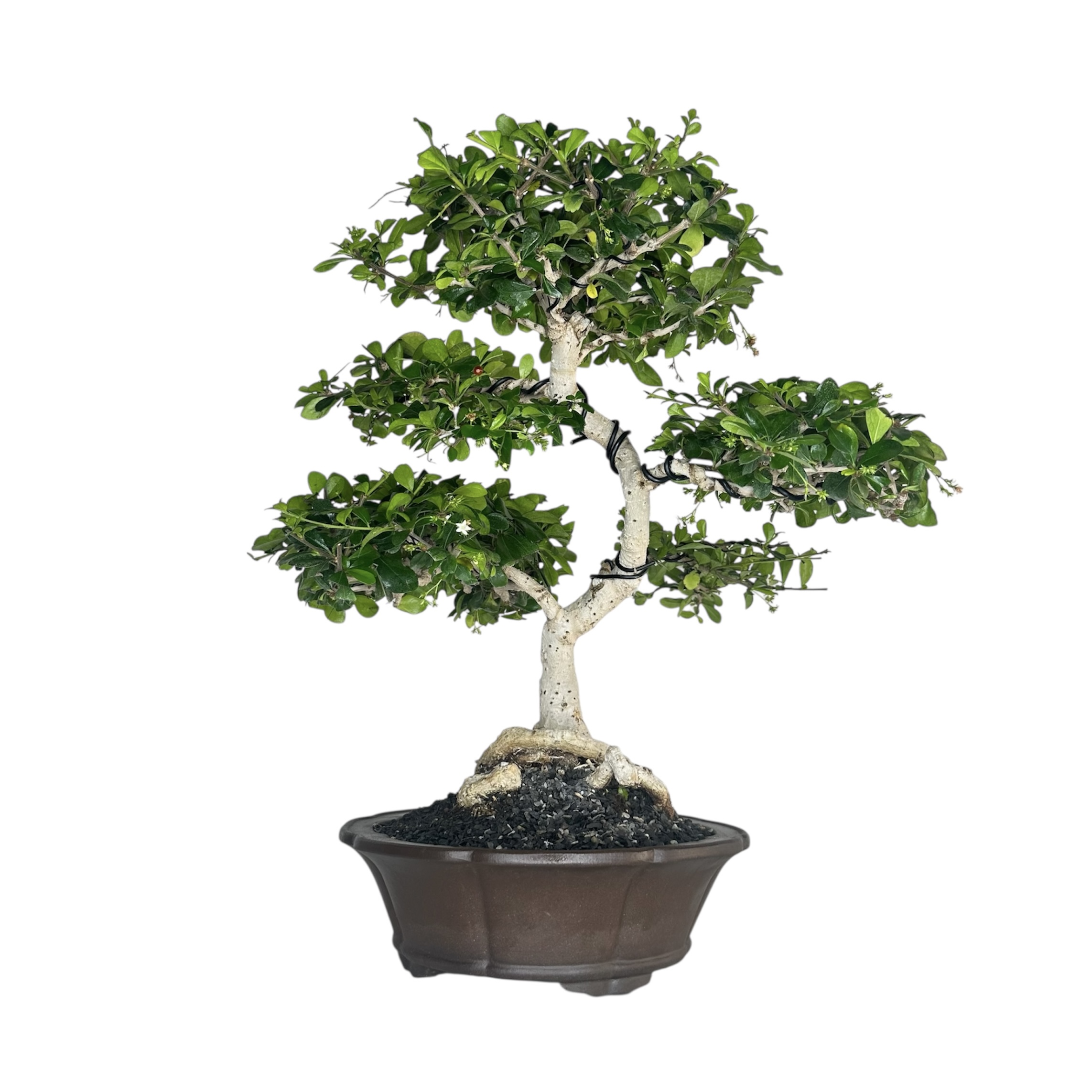 Photoroom_20251124_132655