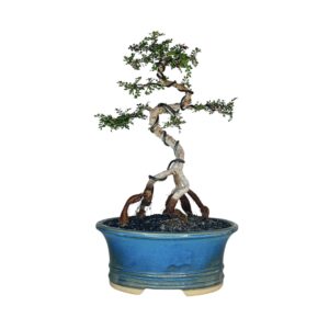 בונסאי עץ הג'ירף - אופרקוליקריה דקארי