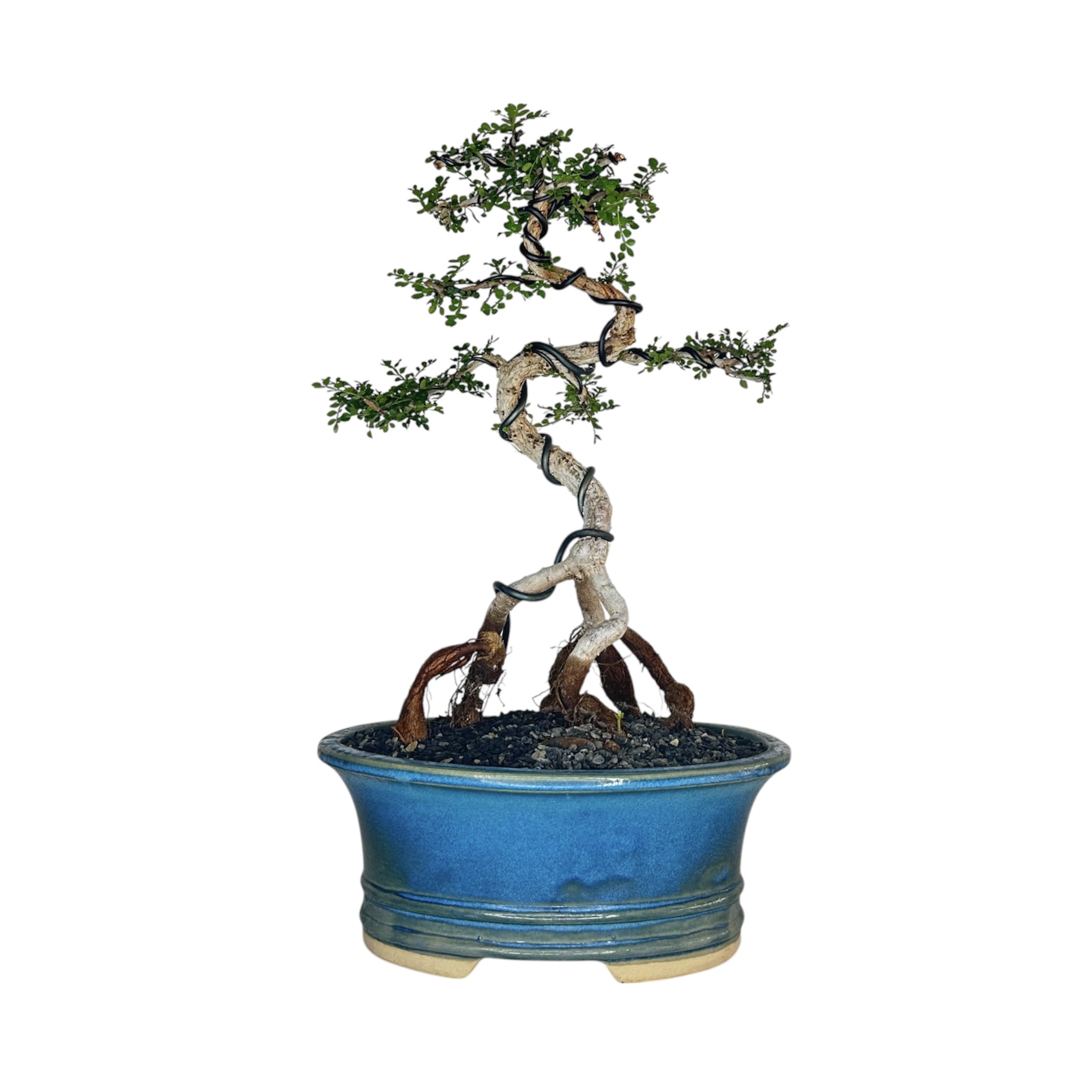 Photoroom_20251124_132726