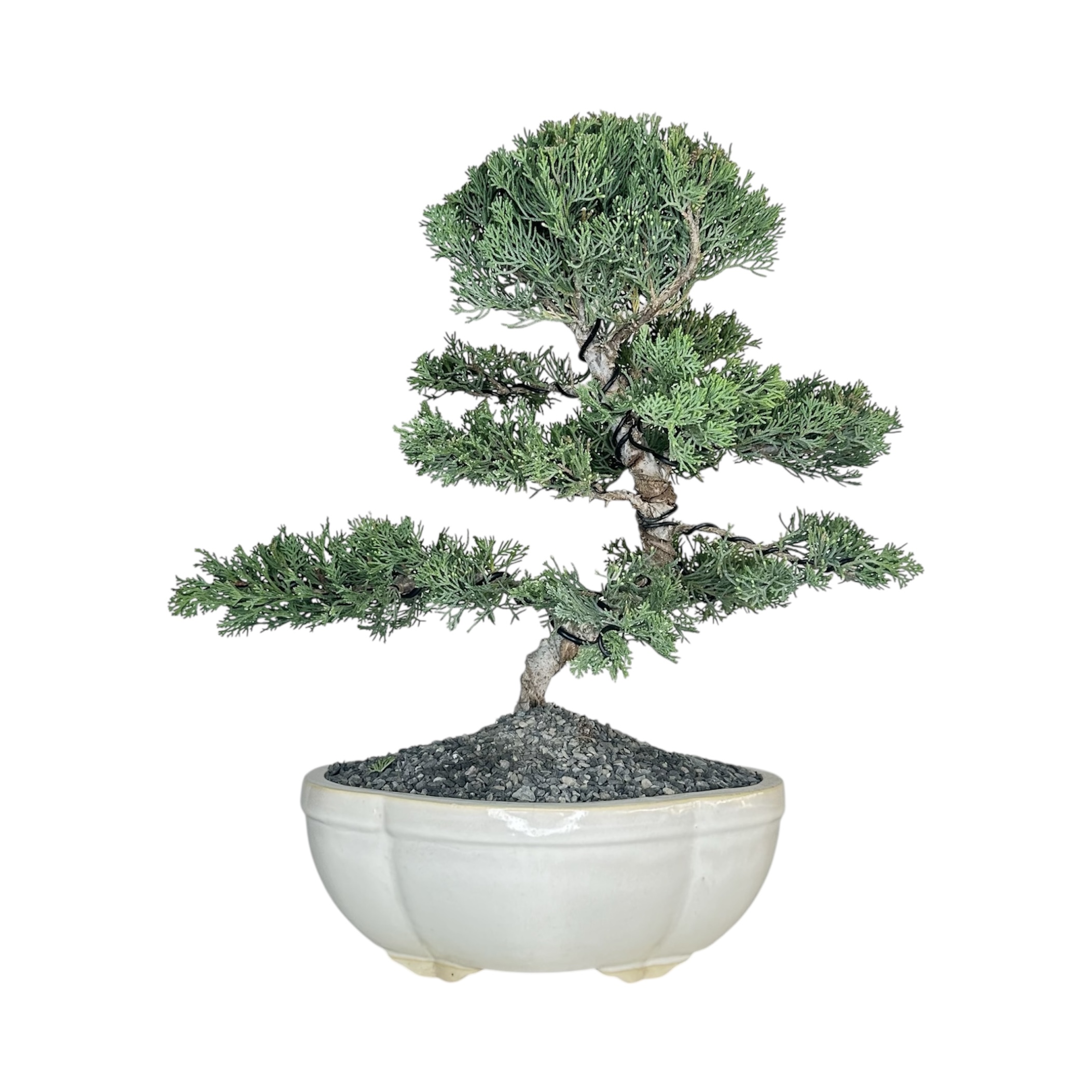 Photoroom_20251124_132950