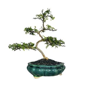 בונסאי פלפלון סיני