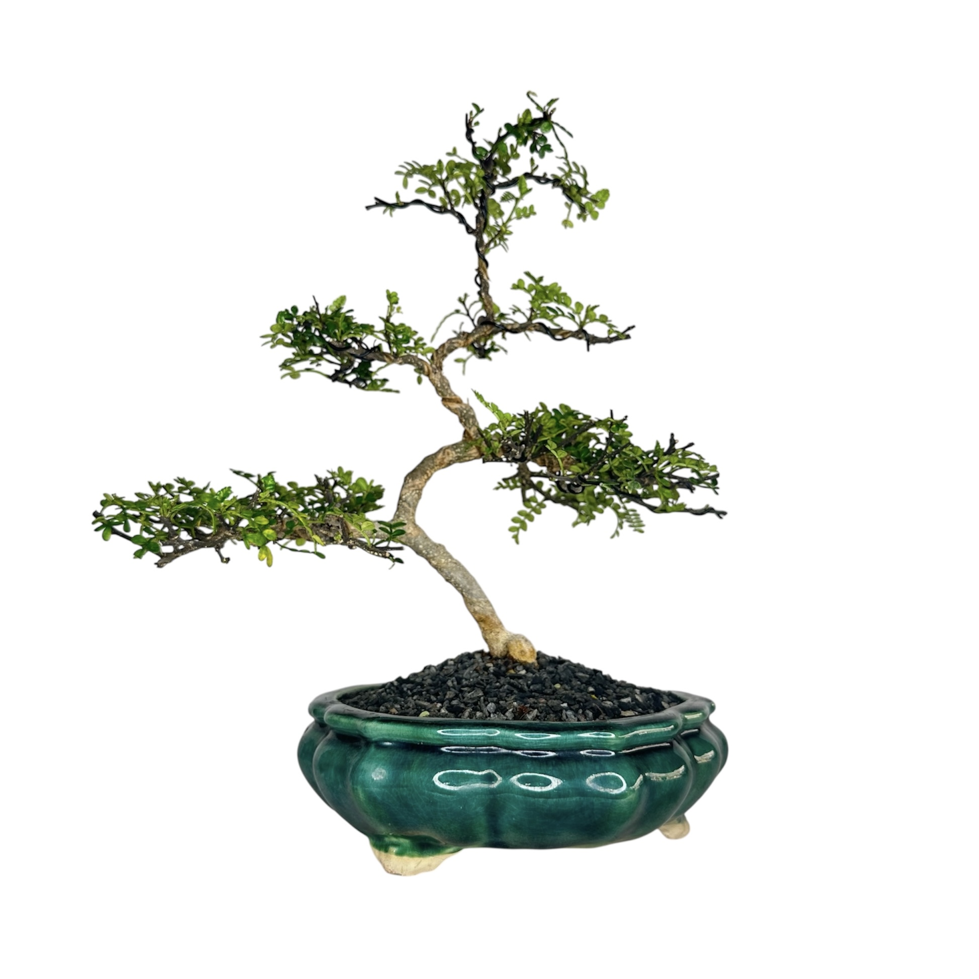 Photoroom_20251124_133153