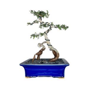 בונסאי עץ הג'ירף - אופרקוליקריה דקארי