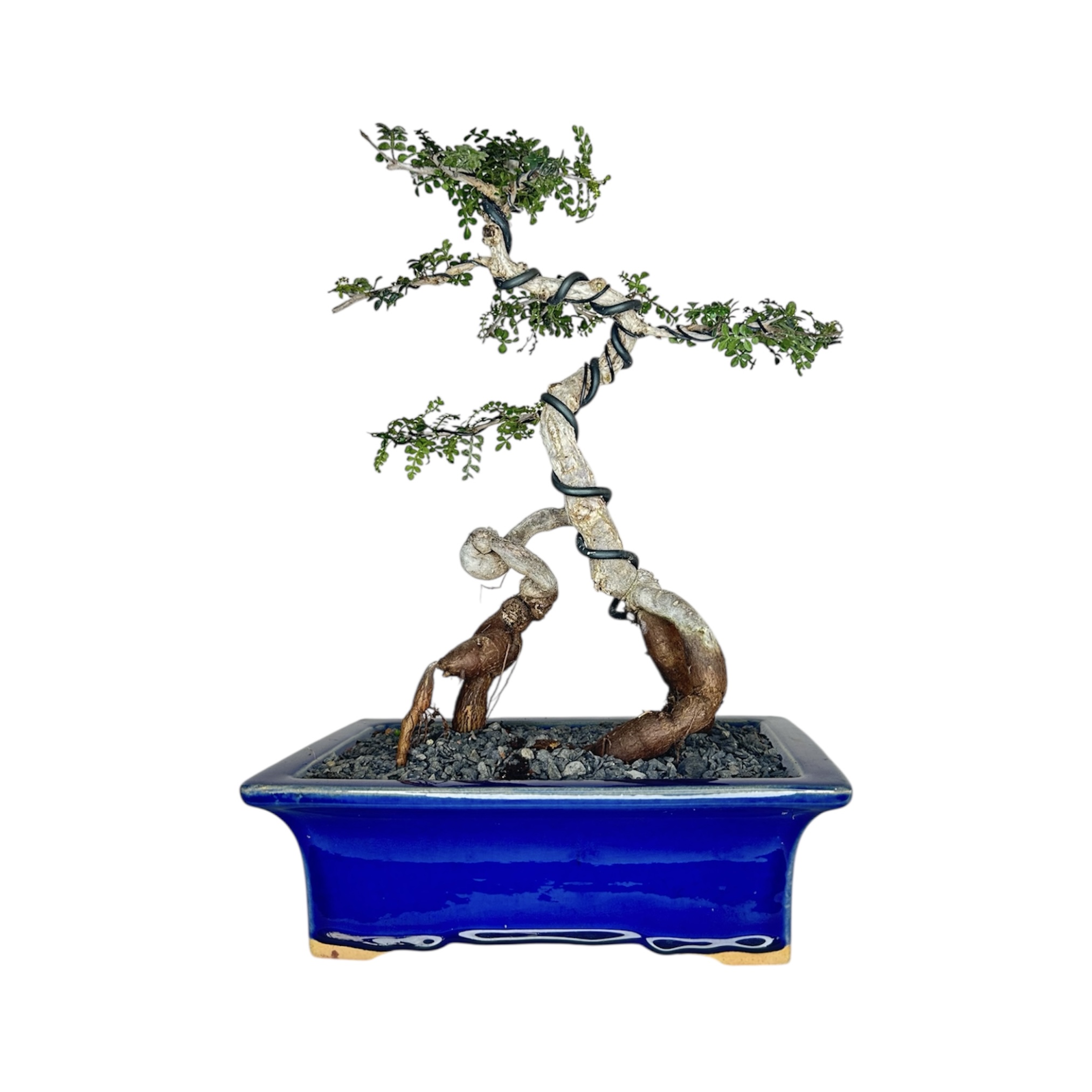 Photoroom_20251124_133320