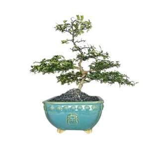 בונסאי פלפלון סיני