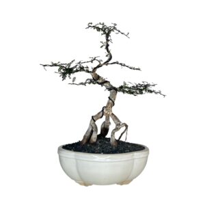 בונסאי עץ הג'ירף - אופרקוליקריה דקארי