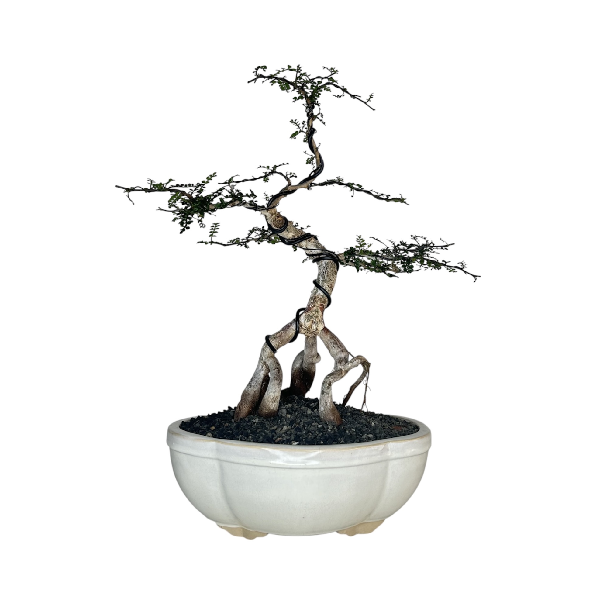 Photoroom_20251124_133930