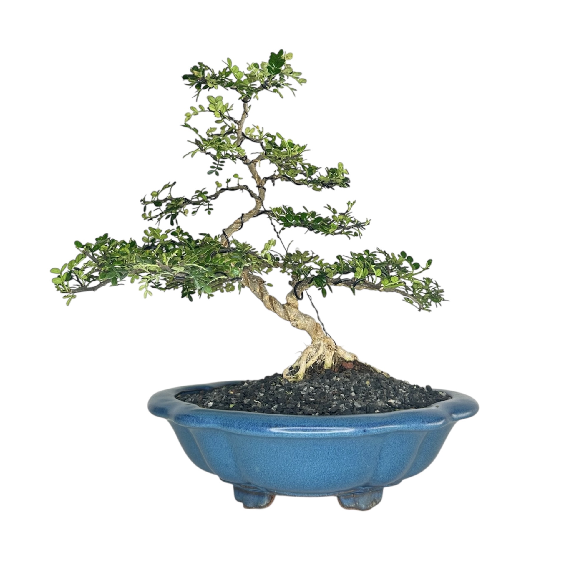 Photoroom_20251124_134011