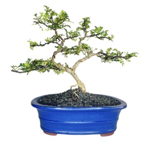 בונסאי פלפלון סיני