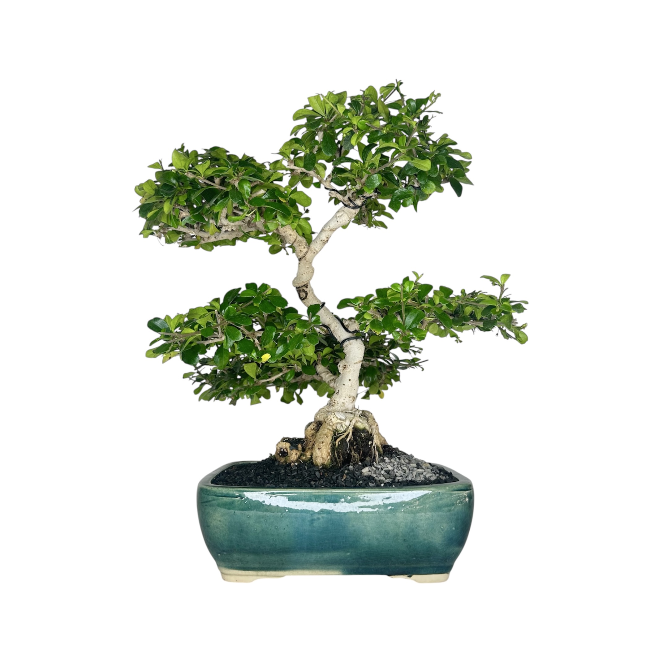 Photoroom_20251226_194928