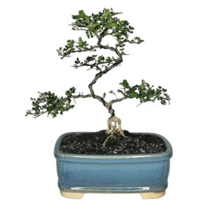 בונסאי פלפלון סיני