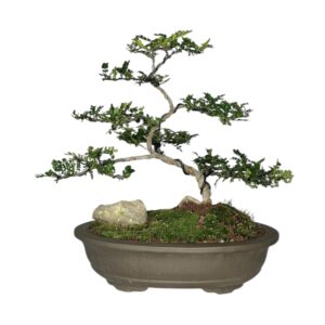 בונסאי פלפלון סיני