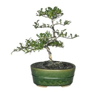 בונסאי פלפלון סיני