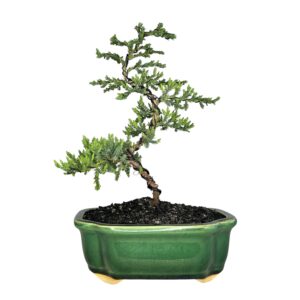 בונסאי ערער