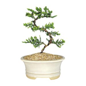 בונסאי ערער