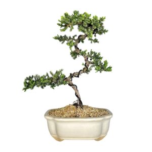 בונסאי ערער