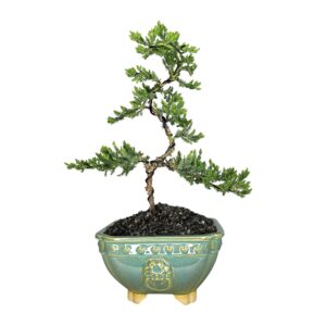 בונסאי ערער